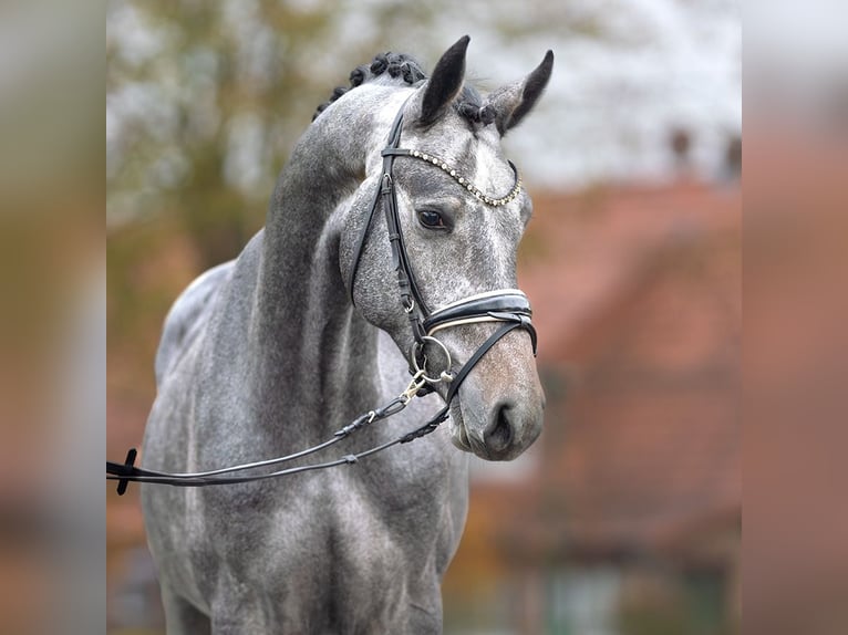 Hanovrien Étalon 2 Ans Gris in Rostock