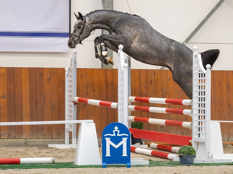 Hanovrien Étalon 2 Ans Gris in Rostock