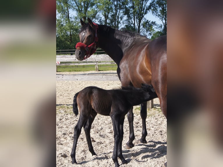 Hanovrien Étalon 2 Ans Peut devenir gris in Coesfeld