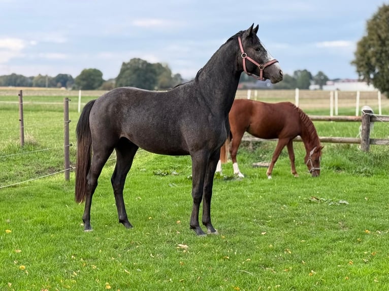 Hanovrien Étalon 2 Ans Peut devenir gris in Coesfeld