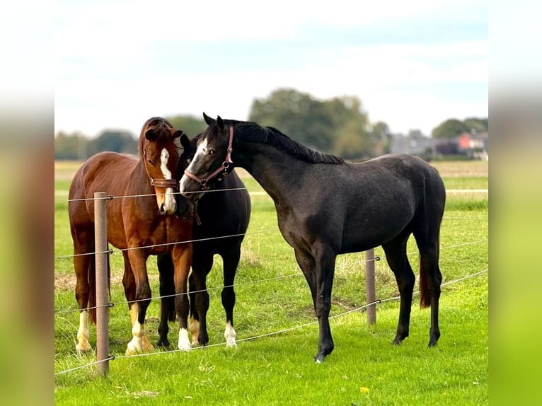 Hanovrien Étalon 2 Ans Peut devenir gris in Coesfeld