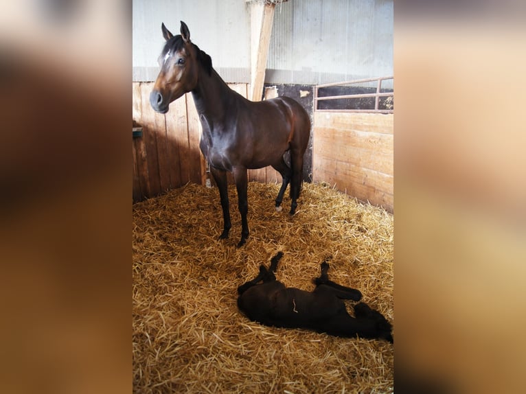 Hanovrien Étalon 2 Ans Peut devenir gris in Coesfeld