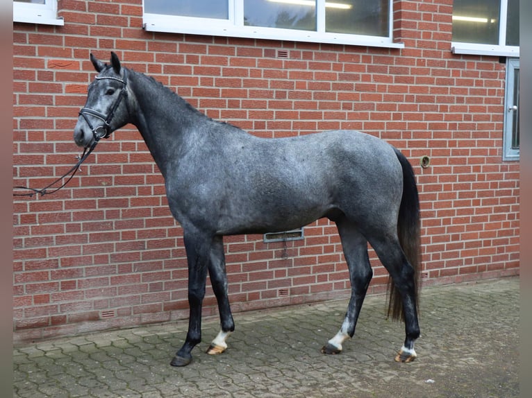 Hanovrien Étalon 3 Ans 157 cm Gris in Celle
