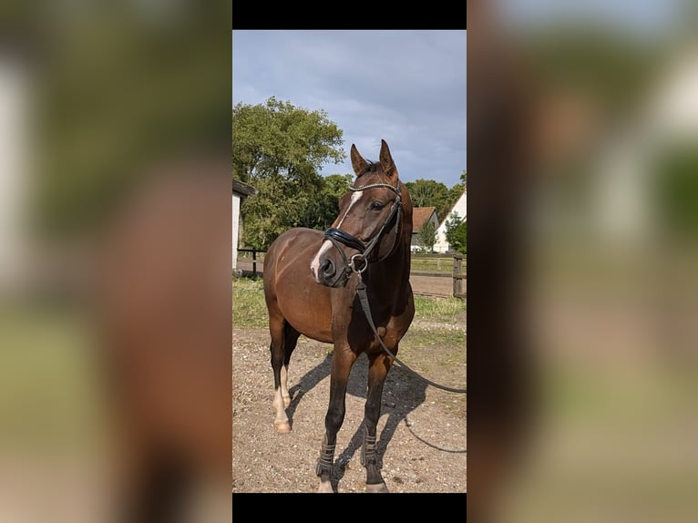 Hanovrien Étalon 3 Ans 160 cm Bai in Wahlstedt