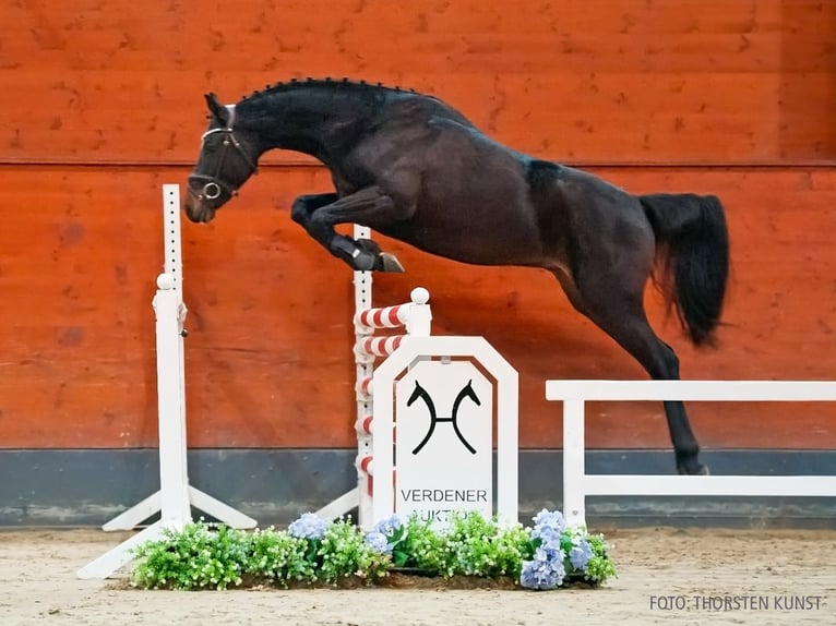 Hanovrien Étalon 3 Ans 162 cm Bai brun foncé in Verden