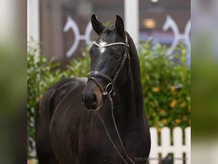 Hanovrien Étalon 3 Ans 162 cm Bai brun foncé in Verden