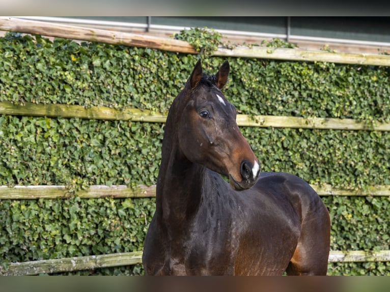 Hanovrien Étalon 3 Ans 163 cm Bai brun in Waddinxveen