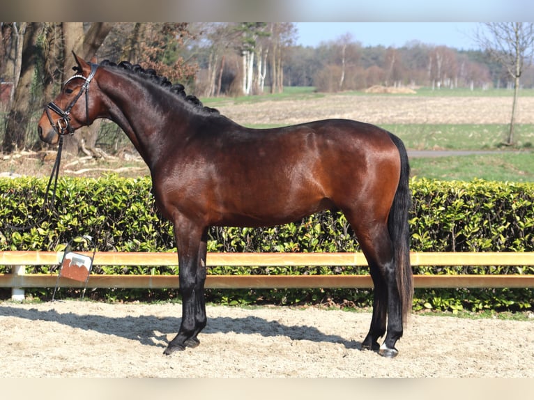 Hanovrien Étalon 3 Ans 163 cm Bai in Reeßum
