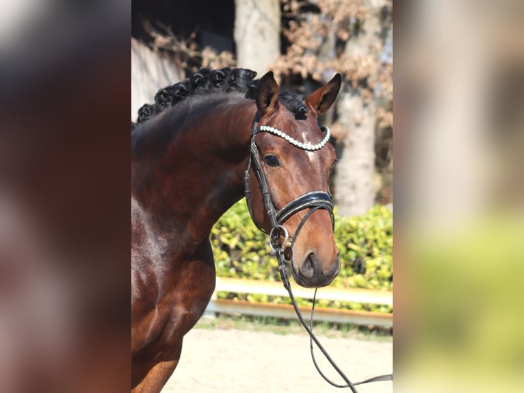 Hanovrien Étalon 3 Ans 163 cm Bai in Reeßum