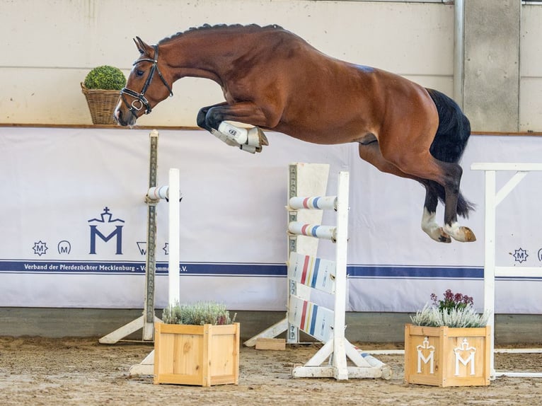 Hanovrien Étalon 3 Ans 163 cm Bai in Redefin