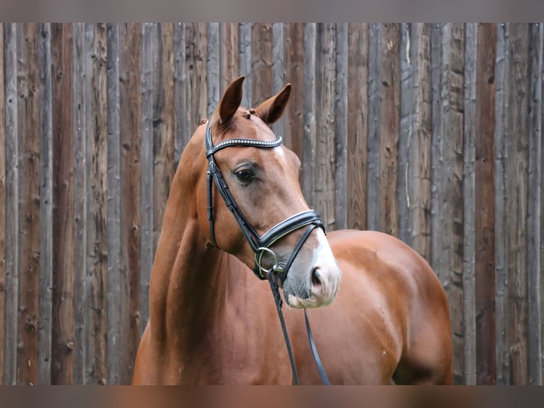 Hanovrien Étalon 3 Ans 164 cm Alezan in Celle