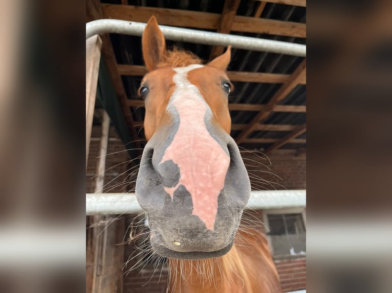 Hanovrien Étalon 3 Ans 164 cm Alezan in Wittingen