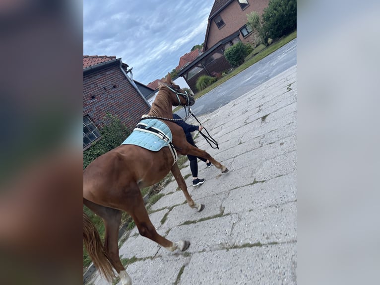 Hanovrien Étalon 3 Ans 164 cm Alezan in Wittingen