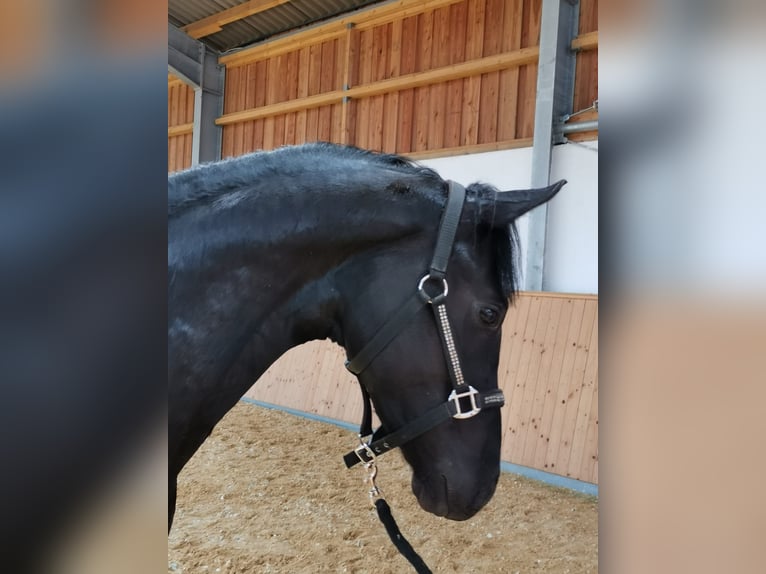 Hanovrien Étalon 3 Ans 164 cm Noir in Steinmauern