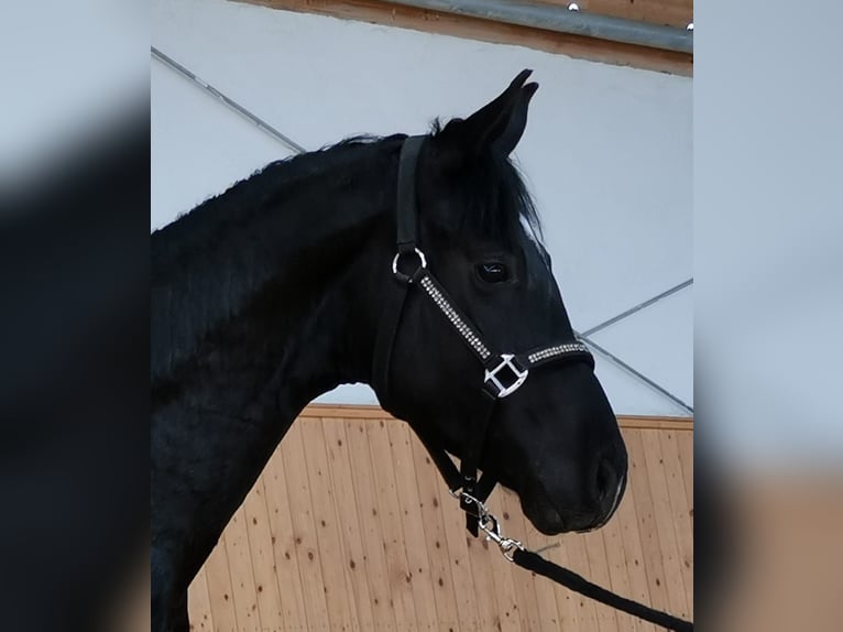 Hanovrien Étalon 3 Ans 164 cm Noir in Steinmauern