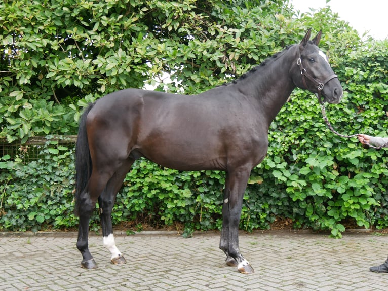 Hanovrien Étalon 3 Ans 164 cm Noir in Dorsten