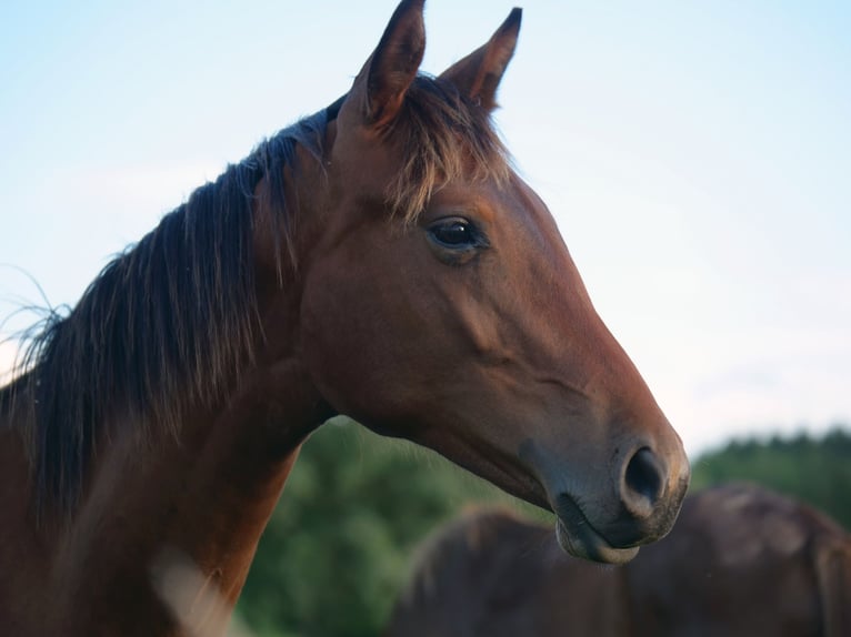 Hanovrien Étalon 3 Ans 165 cm Bai brun in Trois-Ponts
