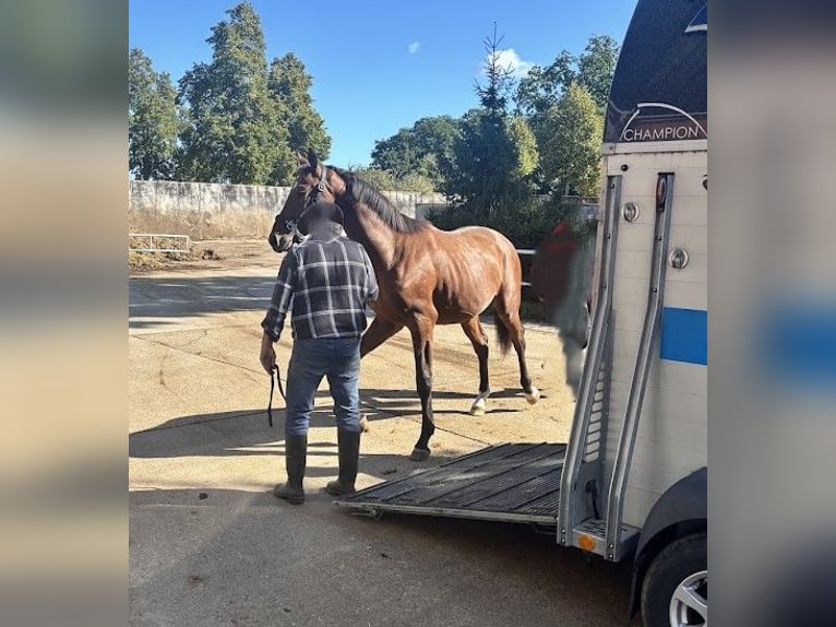 Hanovrien Étalon 3 Ans 165 cm Bai in Burgstädt