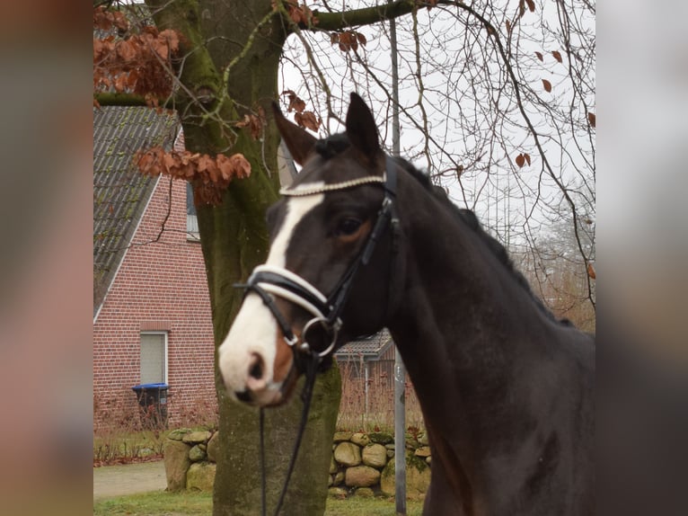 Hanovrien Étalon 3 Ans 166 cm Bai brun foncé in Fredenbeck