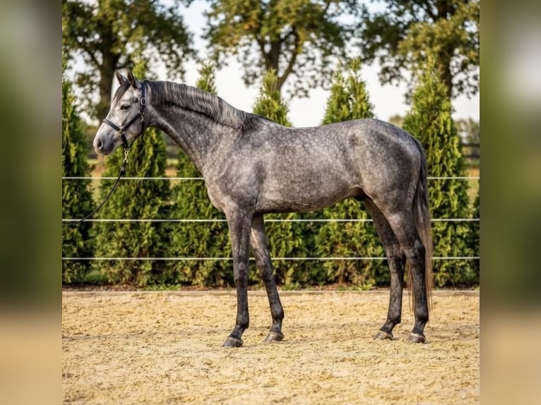 Hanovrien Étalon 3 Ans 166 cm Gris pommelé in Kosice