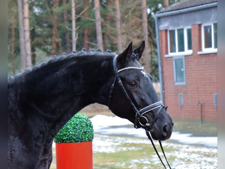 Hanovrien Étalon 3 Ans 166 cm Noir in Celle