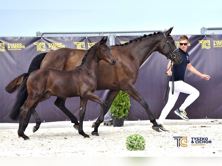 Hanovrien Étalon 3 Ans 166 cm Noir in Chwarstnica