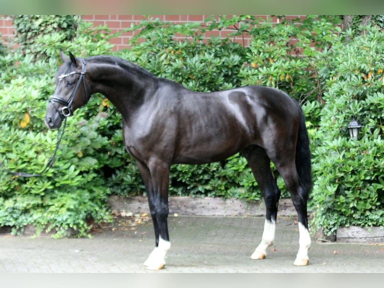 Hanovrien Étalon 3 Ans 167 cm Noir in Kutenholz