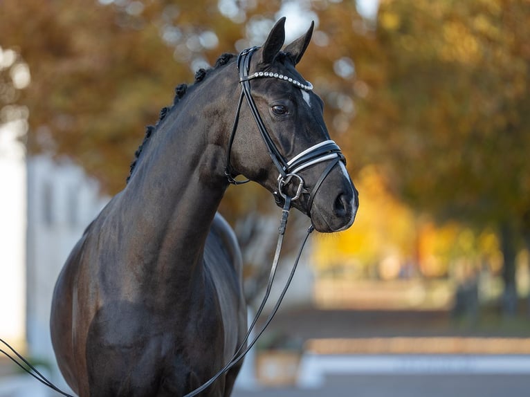 Hanovrien Étalon 3 Ans 167 cm Noir in Redefin