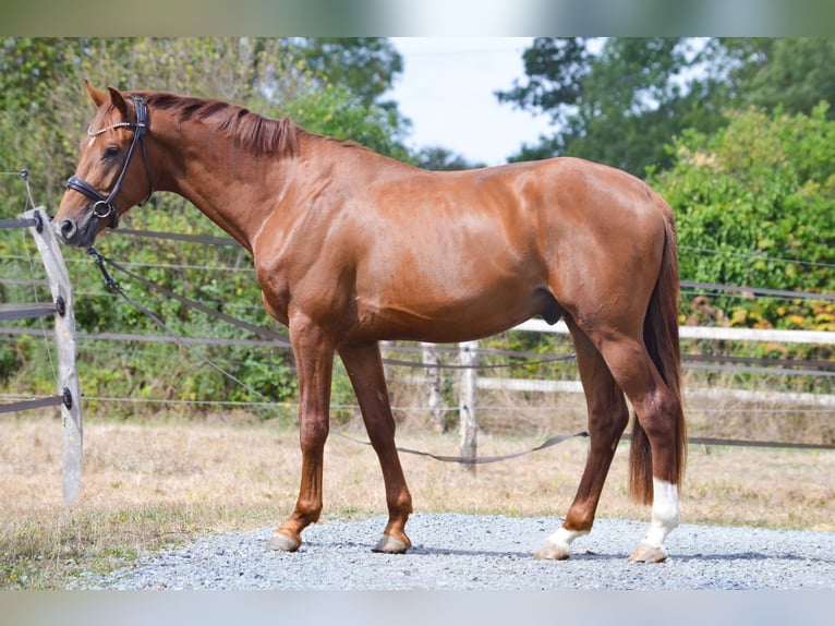Hanovrien Étalon 3 Ans 168 cm Alezan brûlé in Marigny le lozon