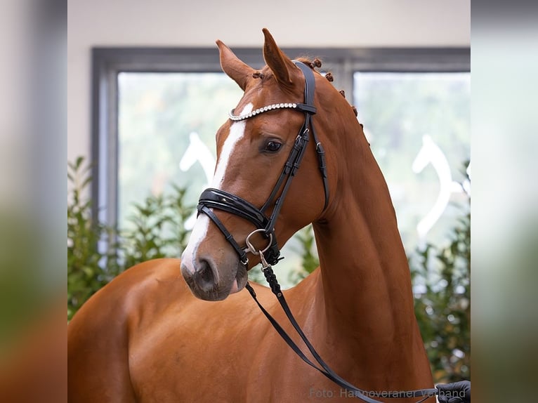 Hanovrien Étalon 3 Ans 168 cm Alezan in Verden