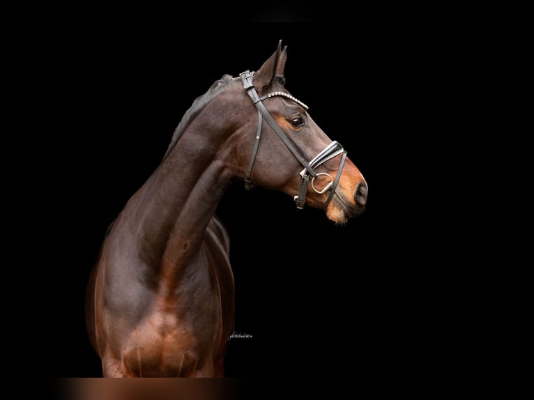 Hanovrien Étalon 3 Ans 168 cm Bai brun in Lehrberg