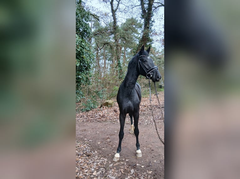 Hanovrien Étalon 3 Ans 168 cm Noir in Barenburg