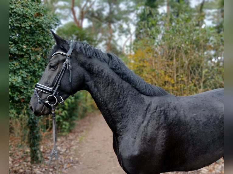 Hanovrien Étalon 3 Ans 168 cm Noir in Barenburg