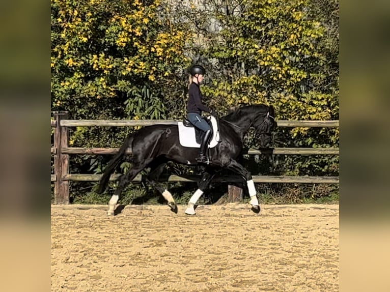 Hanovrien Étalon 3 Ans 168 cm Noir in Marxen