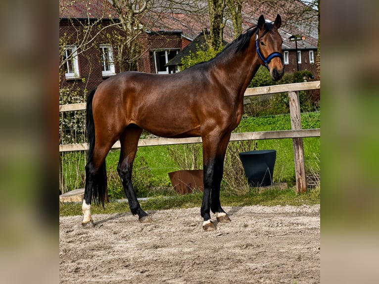 Hanovrien Étalon 3 Ans 169 cm Bai in Vechta