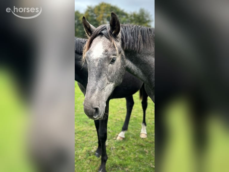 Hanovrien Étalon 3 Ans 169 cm Gris pommelé in Ahrensbök