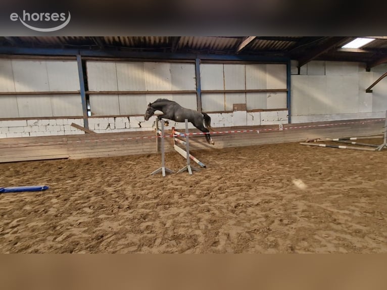 Hanovrien Étalon 3 Ans 169 cm Gris pommelé in Ahrensbök