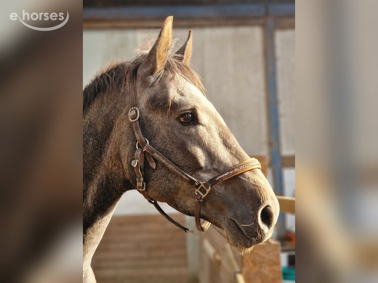 Hanovrien Étalon 3 Ans 169 cm Gris pommelé in Ahrensbök