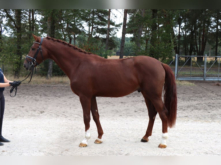 Hanovrien Étalon 3 Ans 170 cm Alezan brûlé in Celle