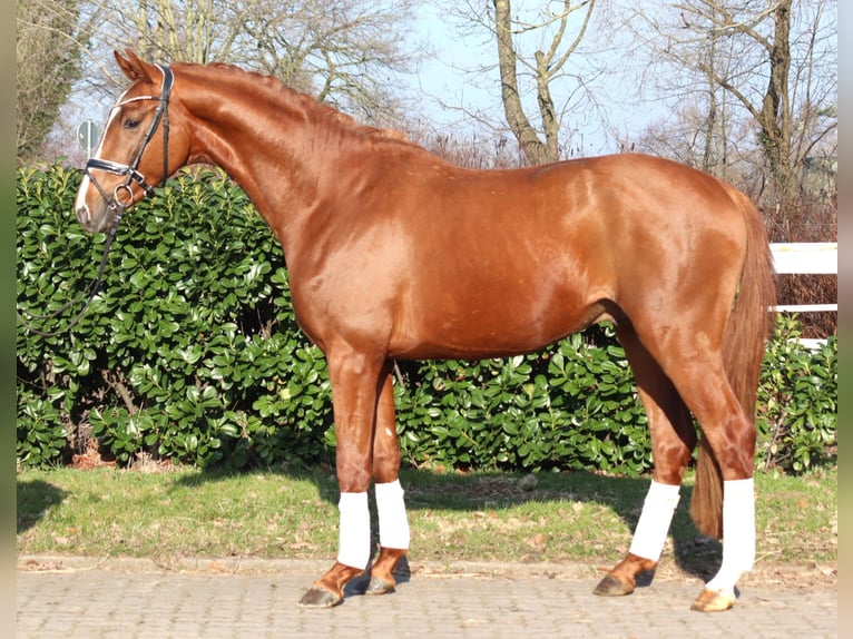 Hanovrien Étalon 3 Ans 170 cm Alezan in Selsingen