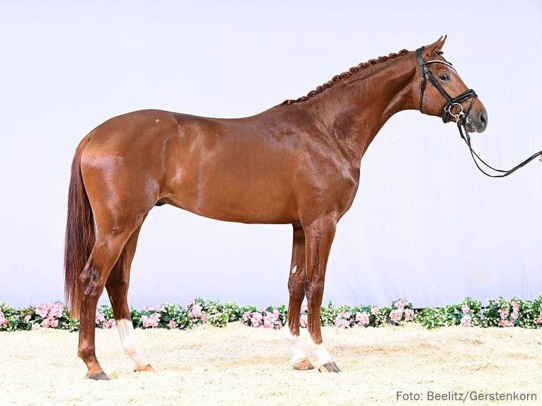 Hanovrien Étalon 3 Ans 170 cm Alezan in Verden