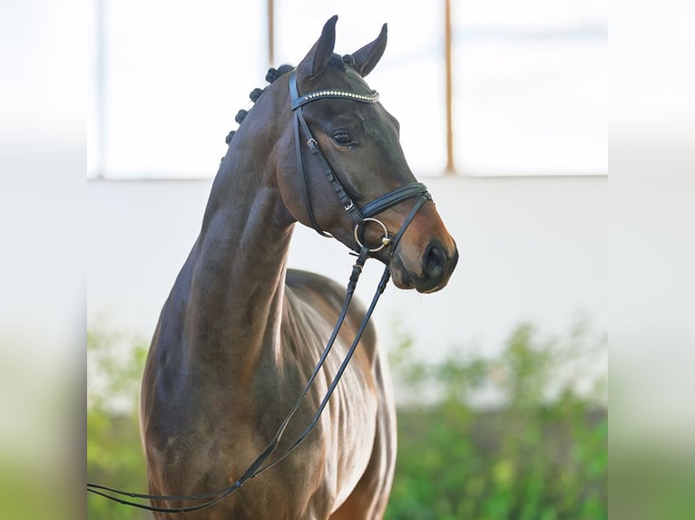 Hanovrien Étalon 3 Ans 170 cm Bai brun in M&#xFC;nster-Handorf