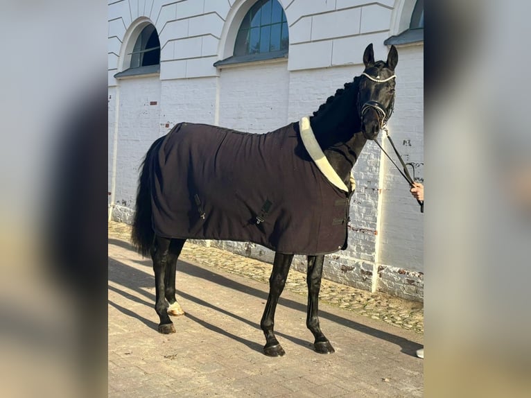 Hanovrien Étalon 3 Ans 170 cm Bai brun foncé in WormsWorms