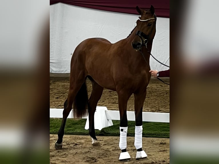 Hanovrien Étalon 3 Ans 170 cm Bai in Jengen