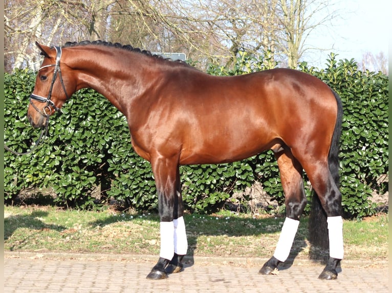 Hanovrien Étalon 3 Ans 170 cm Bai in Selsingen