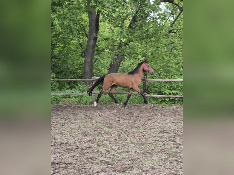 Hanovrien Étalon 3 Ans 170 cm Bai in Vienenburg