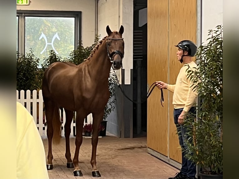 Hanovrien Étalon 3 Ans 171 cm Alezan brûlé in Lentf&#xF6;hrden