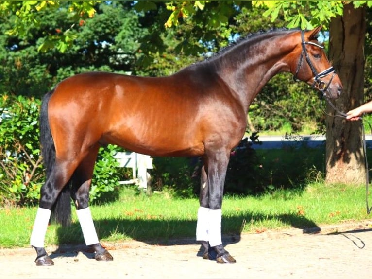 Hanovrien Étalon 3 Ans 172 cm Bai in Selsingen