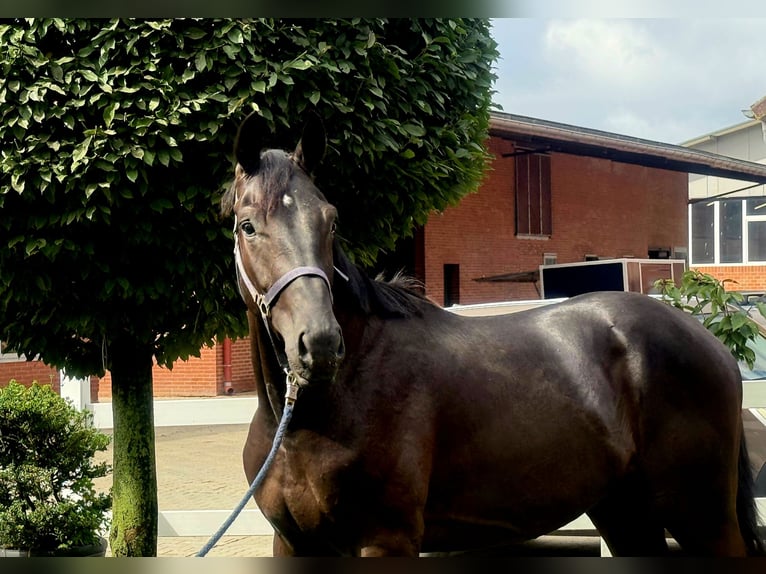 Hanovrien Étalon 3 Ans 172 cm Noir in Vechta