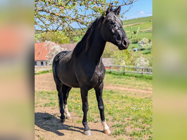 Hanovrien Étalon 3 Ans 172 cm Noir in Herren-Sulzbach